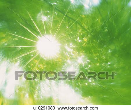 a Green Environment, the Sun Shining Through, Low Angle View, Lens Flare, Soft Focus, Defocused View Large Photo Image Stock Image - a Green Environment, the Sun Shining Through, Low Angle View, Lens Flare, Soft Focus, Defocused. Fotosearch