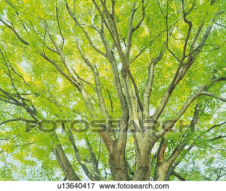 a Huge Tree and Its Green Leaves, Low Angle View View Large Photo Image Stock Photo - a Huge Tree and Its Green Leaves, Low Angle View. Fotosearch