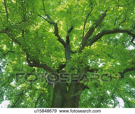 a Huge Tree With Its Leaves, Low Angle View View Large Photo Image Stock Photo - a Huge Tree With Its Leaves, Low Angle View. Fotosearch