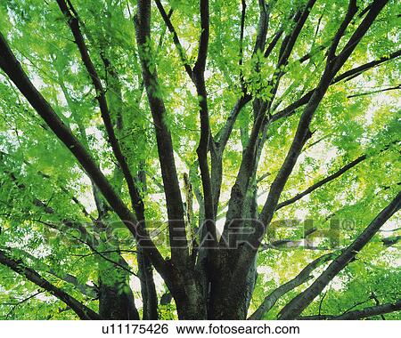 a Large Tree and Its Green Leaves in a Forest, Front View View Large Photo Image Stock Photograph - a Large Tree and Its Green Leaves in a Forest, Front View. Fotosearch