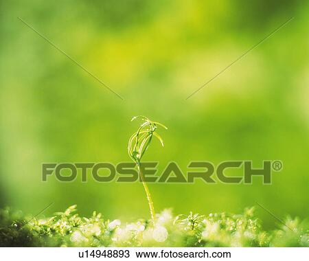 a Little Sprout Coming Out of the Ground, Surrounded By a Green Environment, Front View, Differential Focus View Large Photo Image Stock Image - a Little Sprout Coming Out of the Ground, Surrounded By a Green Environment, Front View, Differential Focus. Fotosearch
