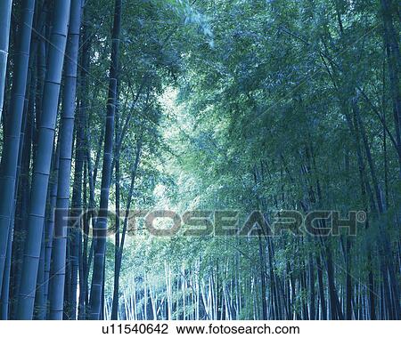 Stock Image -  a Long Path Full of Bamboo Trees, Low Angle View. Fotosearch