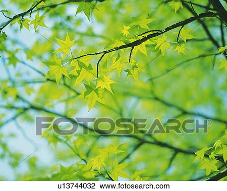 Stock Image -  a Maple Branch With Several Leaves Under a Blue Sky, Low Angle View, Differential Focus. Fotosearch