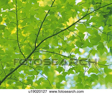 a Maple Tree and Its Leaves, Low Angle View, Differential Focus View Large Photo Image Stock Photo - a Maple Tree and Its Leaves, Low Angle View, Differential Focus. Fotosearch