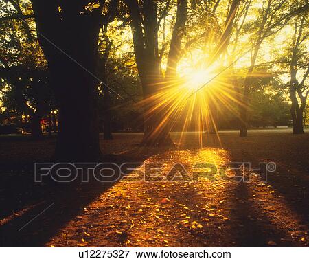 a Park With Several Trees and the Sun Shining Through at Sunset, Front View, Lens Flare View Large Photo Image Stock Photo - a Park With Several Trees and the Sun Shining Through at Sunset, Front View, Lens Flare. Fotosearch