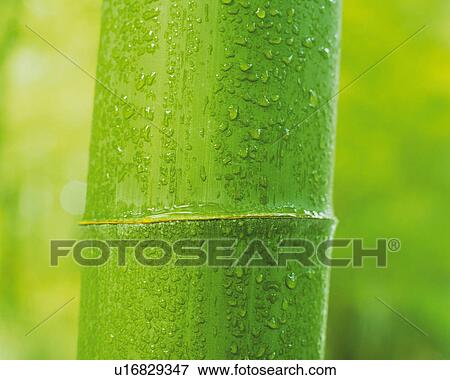 a Single Bamboo Tree, Front View, Differential Focus View Large Photo Image Stock Photo - a Single Bamboo Tree, Front View, Differential Focus. Fotosearch