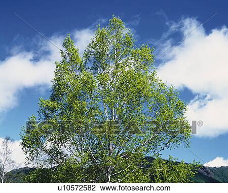 Stock Image -  a Single Tree, With a Blue Sky Filled With Clouds Behind, Low Angle View. Fotosearch