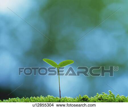 a Sprout Coming Out of the Ground, Front View, Differential Focus View Large Photo Image Picture - a Sprout Coming Out of the Ground, Front View, Differential Focus. Fotosearch