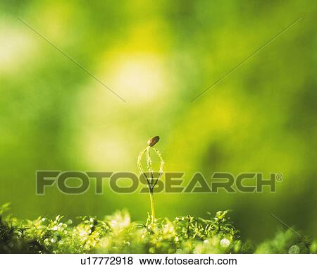 a Sprout Coming Out of the Ground, Front View, Differential Focus View Large Photo Image Stock Photo - a Sprout Coming Out of the Ground, Front View, Differential Focus. Fotosearch