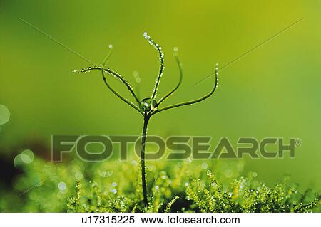 a Sprout Coming Out of the Ground, Front View, Differential Focus View Large Photo Image Stock Photography - a Sprout Coming Out of the Ground, Front View, Differential Focus. Fotosearch