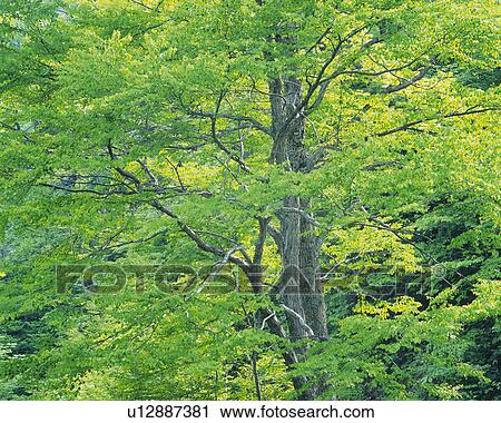 Stock Image -  a Tree Standing in the Forest, Front View. Fotosearch
