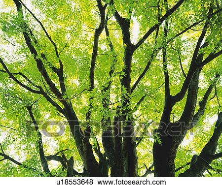 a Tree With a Bunch of Leaves, Spreading Across the Surface, Low Angle View View Large Photo Image Stock Photo - a Tree With a Bunch of Leaves, Spreading Across the Surface, Low Angle View. Fotosearch