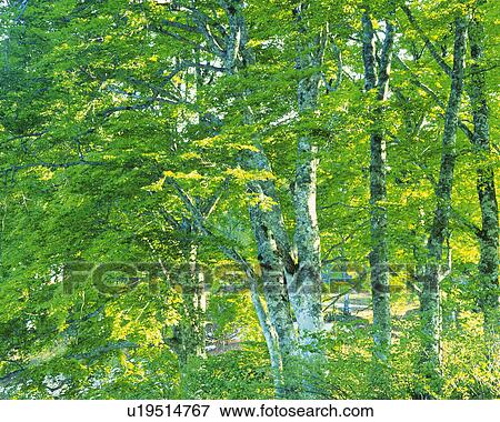 a Tree With a White Tree Trunk, Front View View Large Photo Image Stock Photo - a Tree With a White Tree Trunk, Front View. Fotosearch