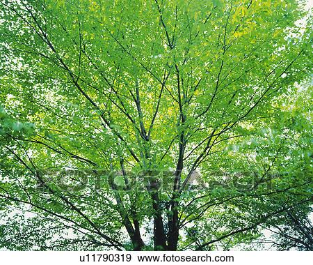 Stock Photo -  a Tree With Several Green Leaves, Low Angle View. Fotosearch
