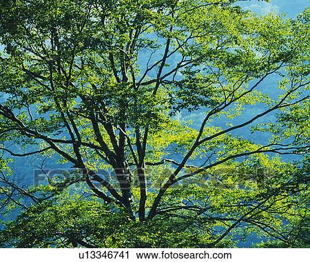 Stock Image -  a Tree With Several Green Leaves Spreading Across the Surface, Front View. Fotosearch