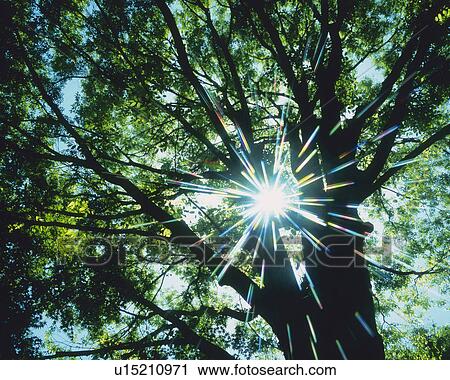Stock Image -  a Tree With Several Green Leaves, The Sun Shining Through, Low Angle View, Lens Flare. Fotosearch