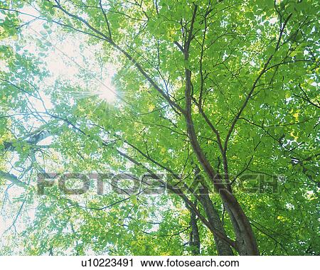 Stock Image -  a Tree With Several Leaves, The Sun Shining Through Them, Low Angle View, Lens Flare. Fotosearch
