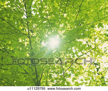 a Tree With Several Leaves, the Sun Shining Through, Low Angle View, Lens Flare View Large Photo Image Stock Photography - a Tree With Several Leaves, the Sun Shining Through, Low Angle View, Lens Flare. Fotosearch