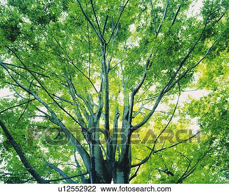 a Tree With Several Leaves With the Sun Shining Through, Low Angle View View Large Photo Image Stock Image - a Tree With Several Leaves With the Sun Shining Through, Low Angle View. Fotosearch