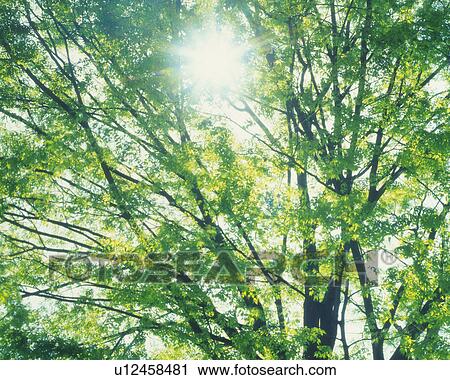 Stock Image -  a Tree, With the Sun Shining Through, Low Angle View, Lens Flare. Fotosearch