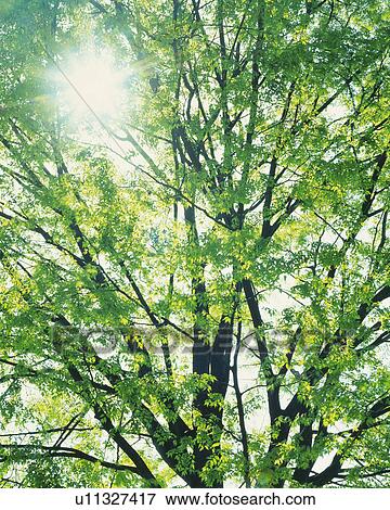Stock Photo -  a Tree, With the Sun Shining Through the Leaves, Low Angle View, Lens Flare. Fotosearch