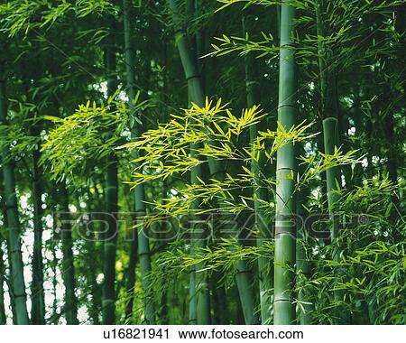 Stock Image -  Several Bamboo Trees Lined Up Next to Each Other, Front View. Fotosearch