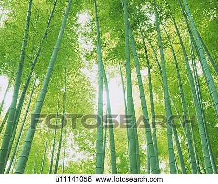 Several Bamboo Trees Lined Up Next to Each Other, the Sun Shining Through, Low Angle View View Large Photo Image Stock Photograph - Several Bamboo Trees Lined Up Next to Each Other, the Sun Shining Through, Low Angle View. Fotosearch