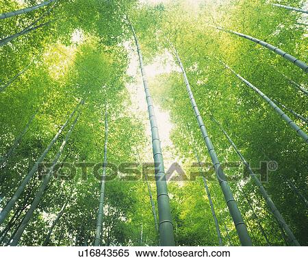 Stock Photography -  Several Bamboo Trees Lined Up Next to Each Other, the Sun Shining Through, Low Angle View. Fotosearch
