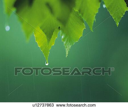 Stock Image -  Several Green Leaves, Dripping Front Water, Front View, Differential Focus. Fotosearch