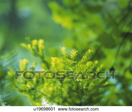 Stock Image -  Several Green Leaves, High Angle View, Differential Focus. Fotosearch