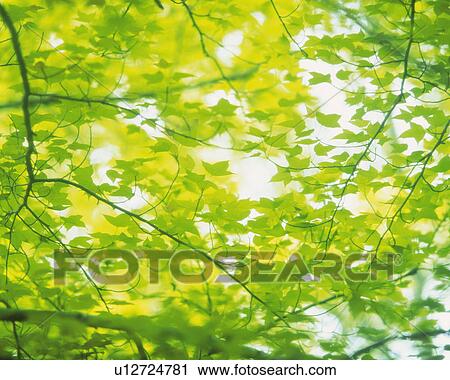 Stock Image -  Several Green Leaves, Low Angle View, Differential Focus. Fotosearch