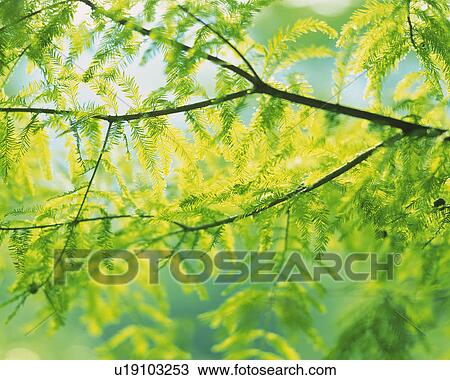 Stock Image -  Several Green Leaves, Low Angle View, Differential Focus. Fotosearch