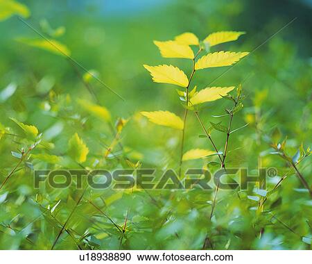Several Green Leaves on a Green Field, Front View, Differential Focus View Large Photo Image Stock Image - Several Green Leaves on a Green Field, Front View, Differential Focus. Fotosearch