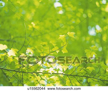 Several Green Leaves, the Sun Partly Shining on Them, Differential Focus View Large Photo Image Picture - Several Green Leaves, the Sun Partly Shining on Them, Differential Focus. Fotosearch