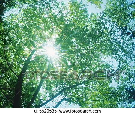 Several Green leaves, the Sun Shining Through Them, Low Angle View, Lens Flare View Large Photo Image Stock Photography - Several Green leaves, the Sun Shining Through Them, Low Angle View, Lens Flare. Fotosearch