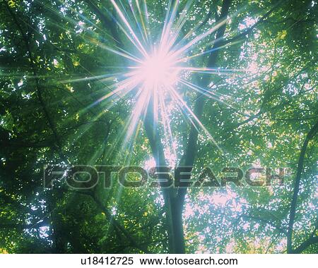 Stock Photography -  Several Green Leaves, the Sun Shining Through Them, Low Angle View, Lens Flare. Fotosearch