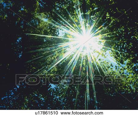 Stock Image -  Several Leaves, and the Sun Shining Through, Low Angle View, Lens Flare. Fotosearch