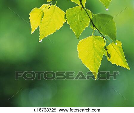 Stock Photography -  Several Leaves Dripping From Water, Surrounded By a Green Environment, Front View, Differential Focus. Fotosearch