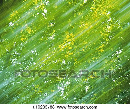 Several Leaves in the Forest, Low Angle View, Blurred Motion View Large Photo Image Stock Photo - Several Leaves in the Forest, Low Angle View, Blurred Motion. Fotosearch