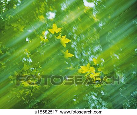 Stock Photo -  Several Leaves in the Forest, Low Angle View, Blurred Motion, Differential Focus. Fotosearch