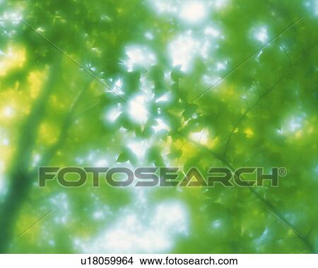 Picture -  Several Leaves, the Sun Partly Shining Through, Low Angle View, Soft Focus, Defocused. Fotosearch