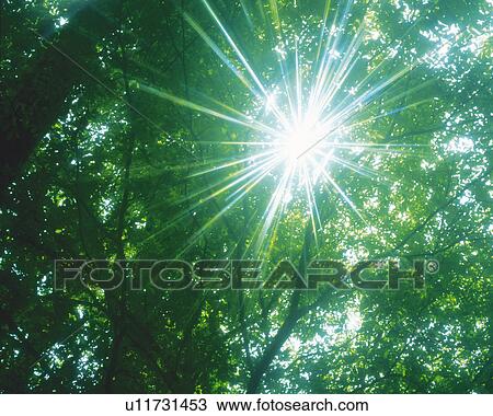 Several Leaves, With the Sun Shining Through Them, Low Angle View, Lens Flare View Large Photo Image Stock Image - Several Leaves, With the Sun Shining Through Them, Low Angle View, Lens Flare. Fotosearch