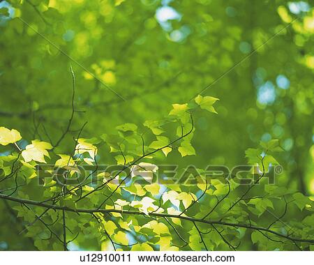 Stock Image -  Several Maple Branches, the Sun Shining Partly on Them, Front View, Differential Focus. Fotosearch