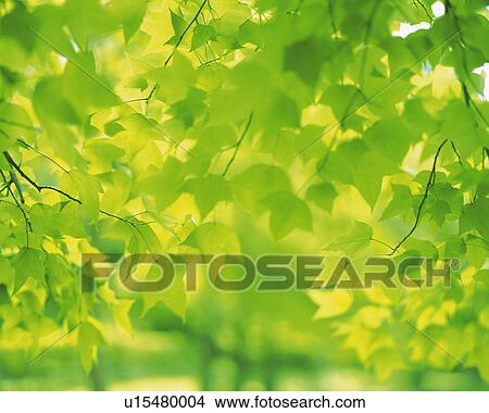 Several Maple Leaves, Front View, Differential Focus View Large Photo Image Picture - Several Maple Leaves, Front View, Differential Focus. Fotosearch