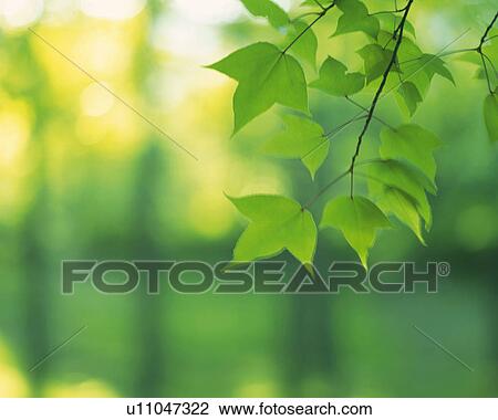 Stock Image -  Several Maple Leaves, Front View, Differential Focus. Fotosearch