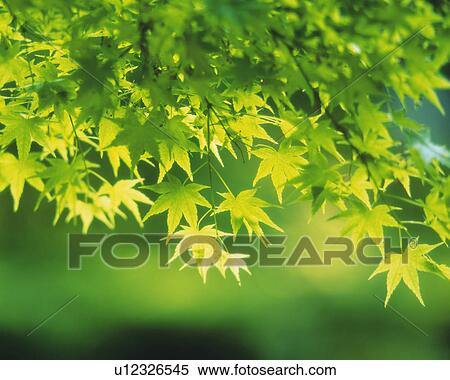 Stock Photography -  Several Maple Leaves, Front View, Differential Focus. Fotosearch