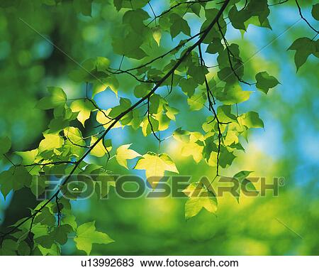 Stock Image -  Several Maple Leaves, Low Angle View, Differential Focus. Fotosearch