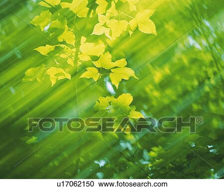 Stock Image -  Several Maple Leaves, Low Angle View, Differential Focus, Blurred Motion. Fotosearch