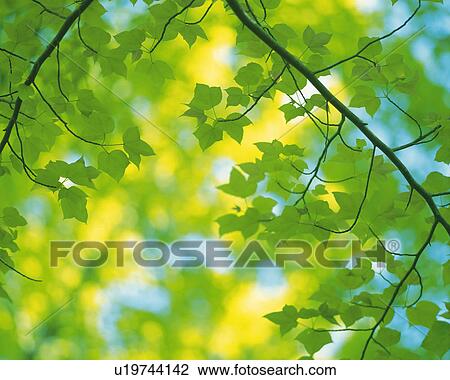 Stock Image -  Several Maple Leaves, Low Angle View, Differential Focus. Fotosearch