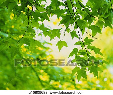 Stock Photo -  Several Maple Leaves, Low Angle View, Differential Focus. Fotosearch